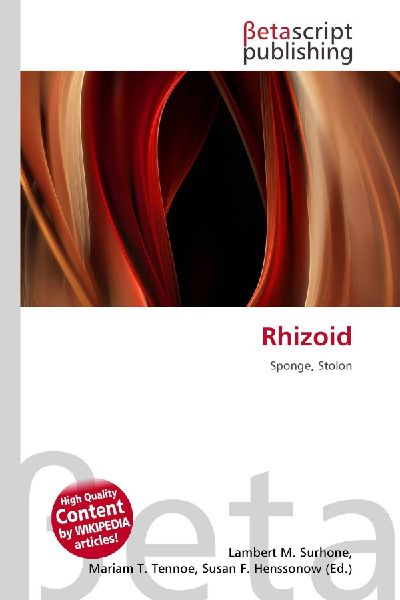Rhizoid: Sponge, Stolon