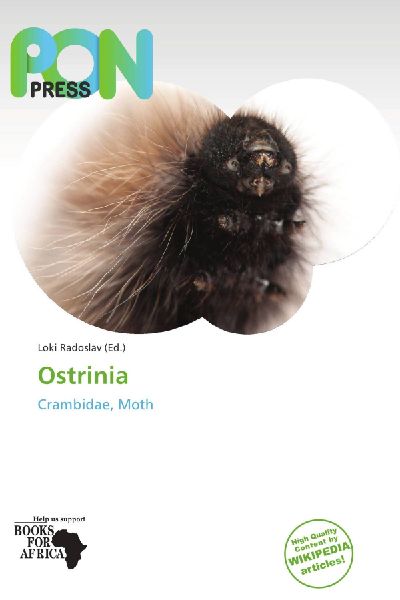 Ostrinia: Crambidae, Moth
