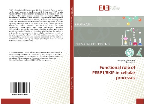 Functional role of PEBP1/RKIP in cellular processes
