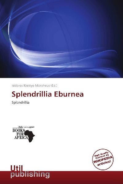 Splendrillia Eburnea: Splendrillia