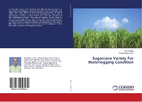 Sugarcane Variety For Waterlogging Condition