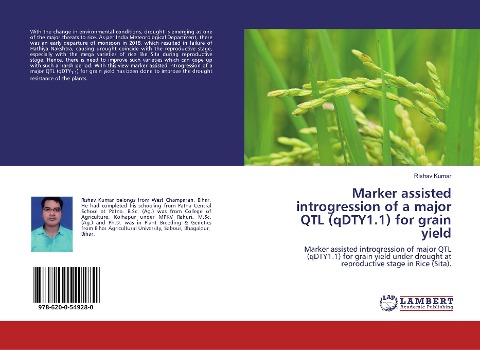 Marker assisted introgression of a major QTL (qDTY1.1) for grain yield: Marker assisted introgression of major QTL (qDTY1.1) for grain yield under drought at reproductive stage in Rice (Sita).