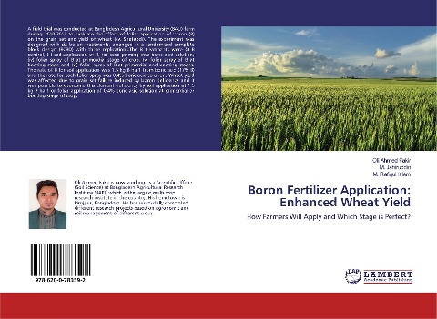 Boron Fertilizer Application: Enhanced Wheat Yield: How Farmers Will Apply and Which Stage is Perfect?