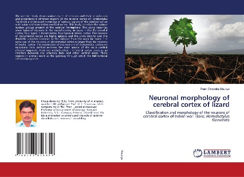 Neuronal morphology of cerebral cortex of lizard: Classification and morphology of the neurons of cerebral cortex of Indian wall lizard, Hemidactylus flaviviridis