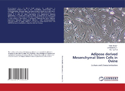 Adipose derived Mesenchymal Stem Cells in Ovine: Culture and Characterrization
