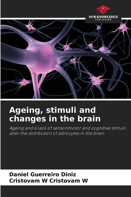 Ageing, stimuli and changes in the brain: Ageing and a lack of sensorimotor and cognitive stimuli alter the distribution of astrocytes in the brain