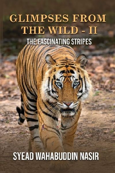 Glimpses from the Wild - II the Fascinating Stripes