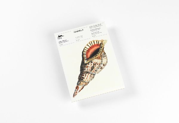 Seashells: Writing Paper & Note Pad A5