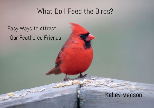 What Do I Feed the Birds?