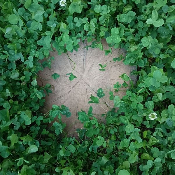 Pause: Quiet Moments in Light and Shadow