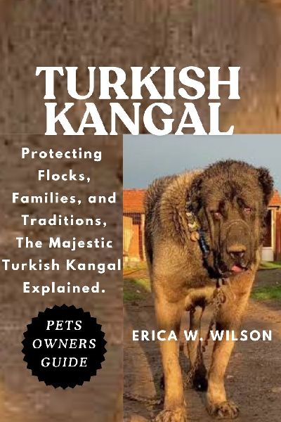 TURKISH KANGAL: Protecting Flocks, Families, and Traditions, The Majestic Turkish Kangal Explained.