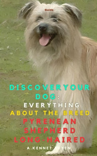 Discover Your Dog Everything about the Breed Pyrenean Shepherd Long-Haired