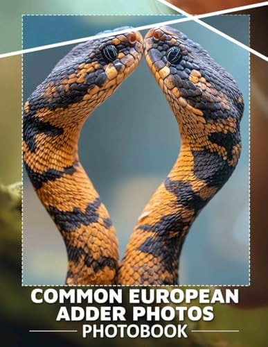 Common European Adder PhoTos Photo Book Discover 40 Stunning Images Of Europe's Venomous Snake For Nature Lovers And Wildlife Enthusiasts