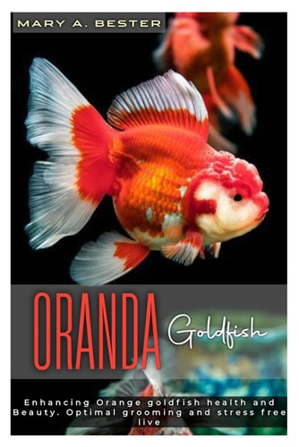 Oranda Goldfish Enhancing Orange Goldfish Health and Beauty. Optimal Grooming and Street Free Live