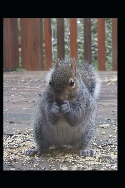 When You Give a Squirrel Caffeine