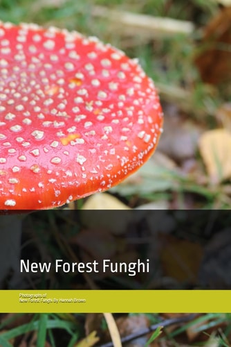 New Forest Funghi Up Close
