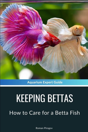 Keeping Bettas How to Care for a Betta Fish