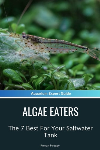 Algae Eaters The 7 Best For Your Saltwater Tank
