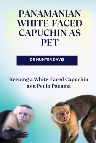 Panamanian White-Faced Capuchin as Pet Keeping a White-Faced Capuchin as a Pet in Panama