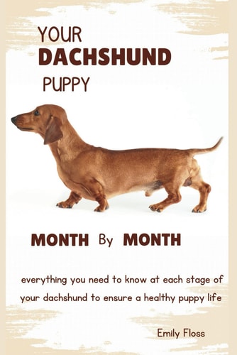 Your Dachshund Puppy Month by Month Everything You Need to Know at Each Stage to Ensure a Playful and Healthy Puppy