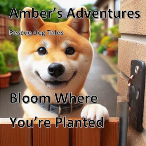 Amber's Adventures Bloom Where You're Planted