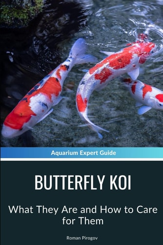 Butterfly Koi What They Are and How to Care for Them