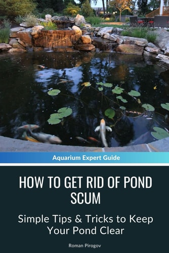 How to Get Rid of Pond Scum Simple Tips & Tricks to Keep Your Pond Clear