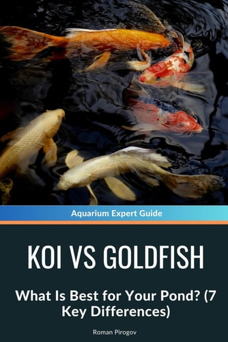 Koi Vs Goldfish What Is Best for Your Pond? (7 Key Differences)
