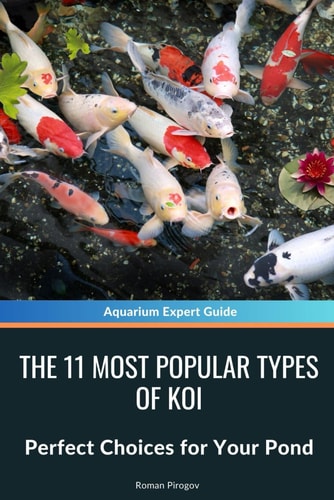 The 11 Most Popular Types of Koi Perfect Choices for Your Pond