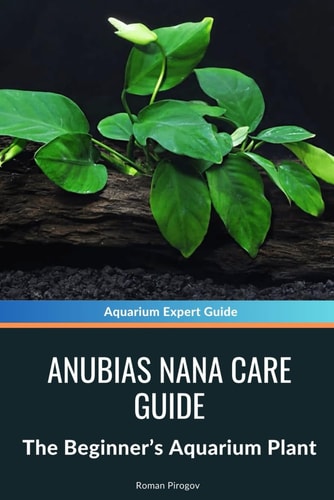 Anubias Nana Care Guide The Beginner's Aquarium Plant