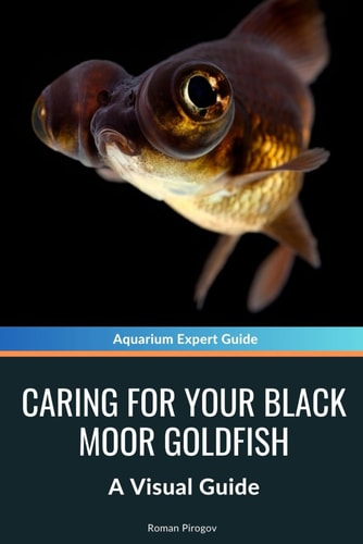 Caring for Your Black Moor Goldfish A Visual Guide