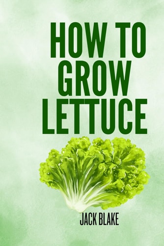 How To Grow Lettuce