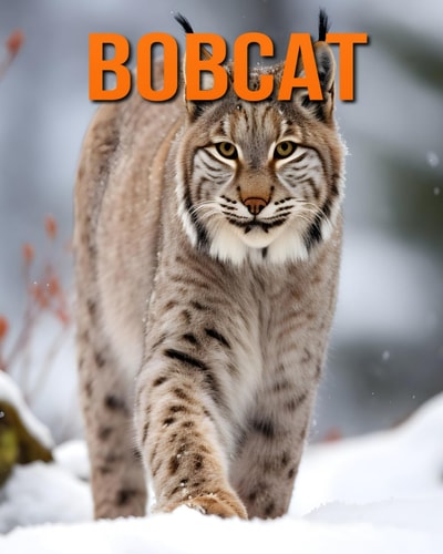 Bobcat Fun and Fascinating Facts and Pictures About Bobcat