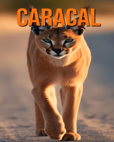 Caracal Fun and Fascinating Facts and Pictures About Caracal