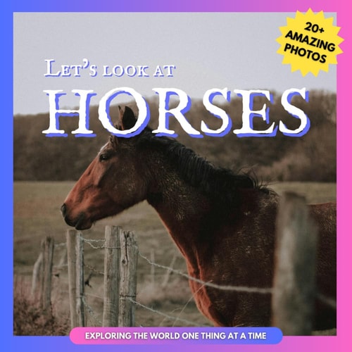 Let's Look At Horses Picture Book for Children