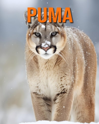 Puma Fun and Fascinating Facts and Pictures About Puma