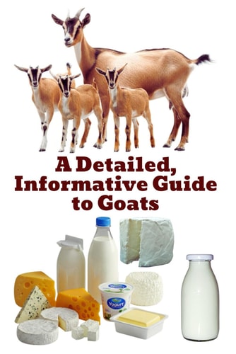 A Detailed, Informative Guide to Goats