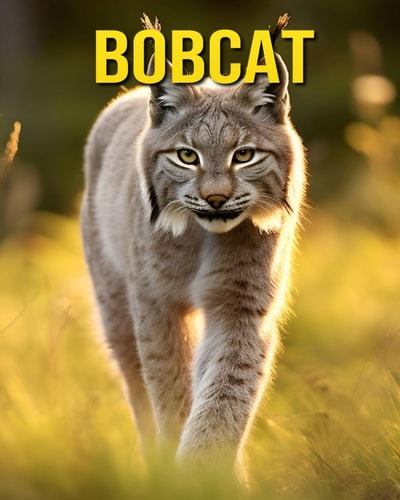 Bobcat Fun and Amazing Pictures About Bobcat