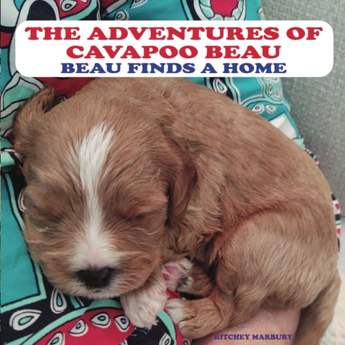 The Adventures of Cavapoo Beau Beau Finds a Home