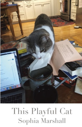 This Playful Cat