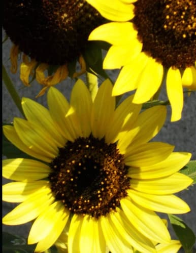 More New Mexico Sunflowers