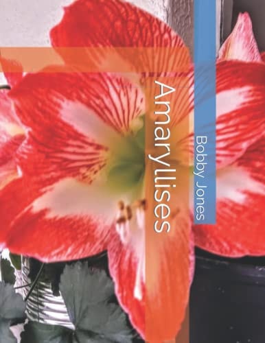 Amaryllises