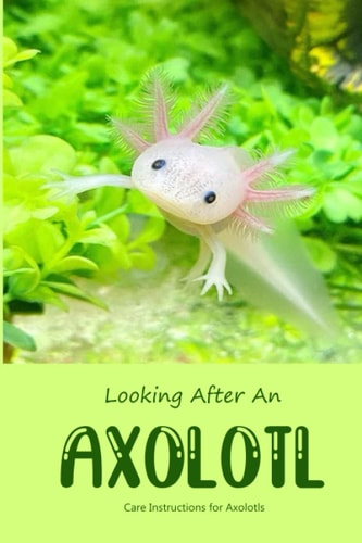 Looking After An Axolotl Care Instructions for Axolotls