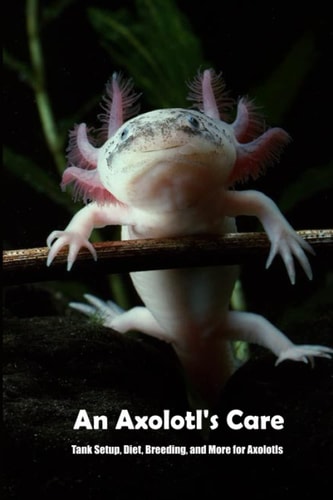 An Axolotl's Care Tank Setup, Diet, Breeding, and More for Axolotls