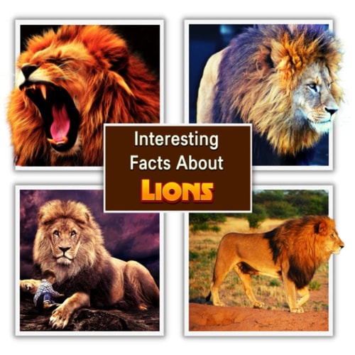 Interesting Facts About Lions Children's Picture Book for Lions / Facts About Lions for Kids