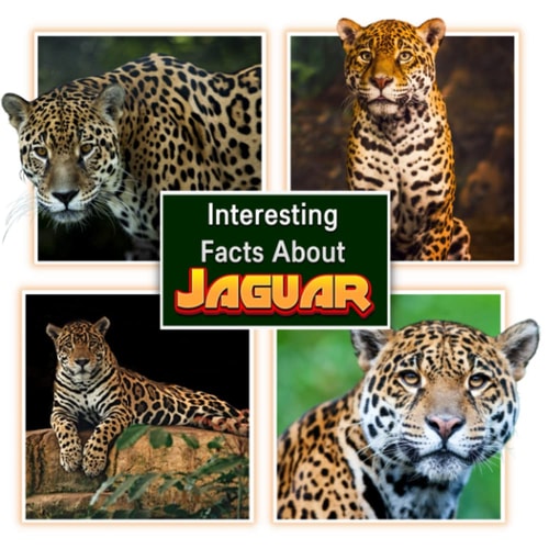 Interesting Facts About Jaguars Children's Picture Book for Jaguars / Facts About Jaguars for Kids