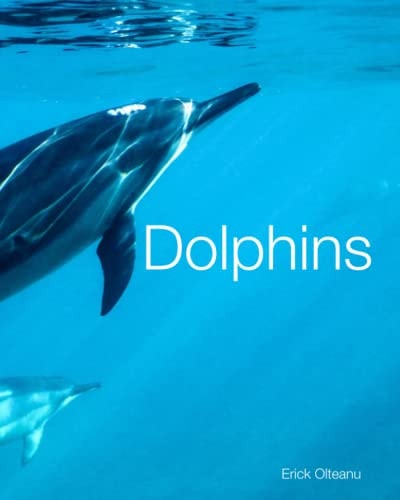 Dolphins Facts and Photos About This Interesting and Unique Animal