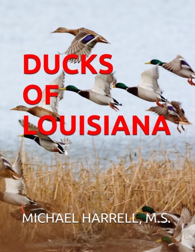 Ducks of Louisiana