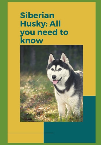 Siberian Husky All You Need to Know!
