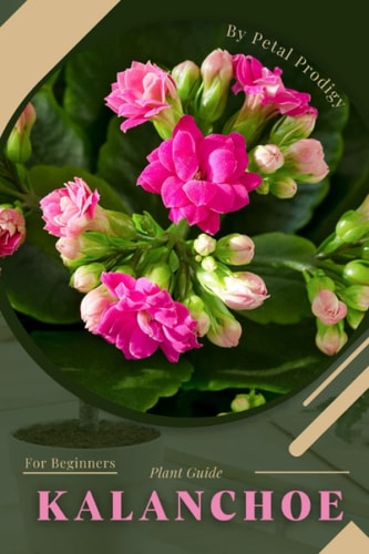 Kalanchoe Prodigy Petal, Plant Guide